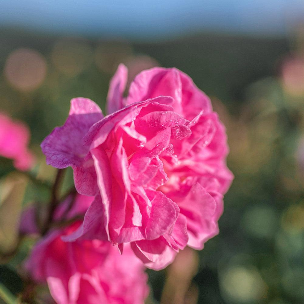 ROSE ESSENTIAL OIL