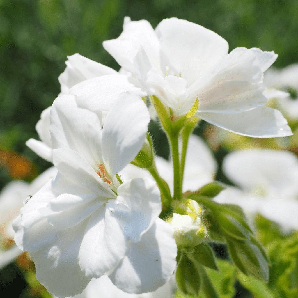 GERANIUM OIL