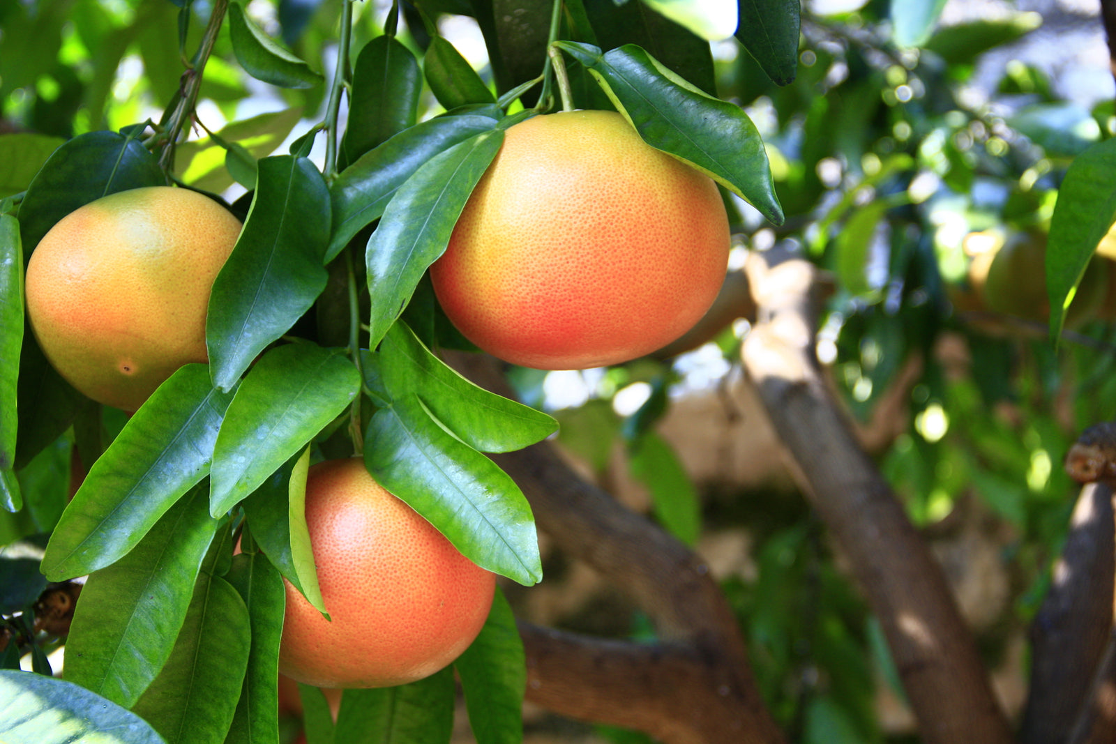 GRAPEFRUIT OIL