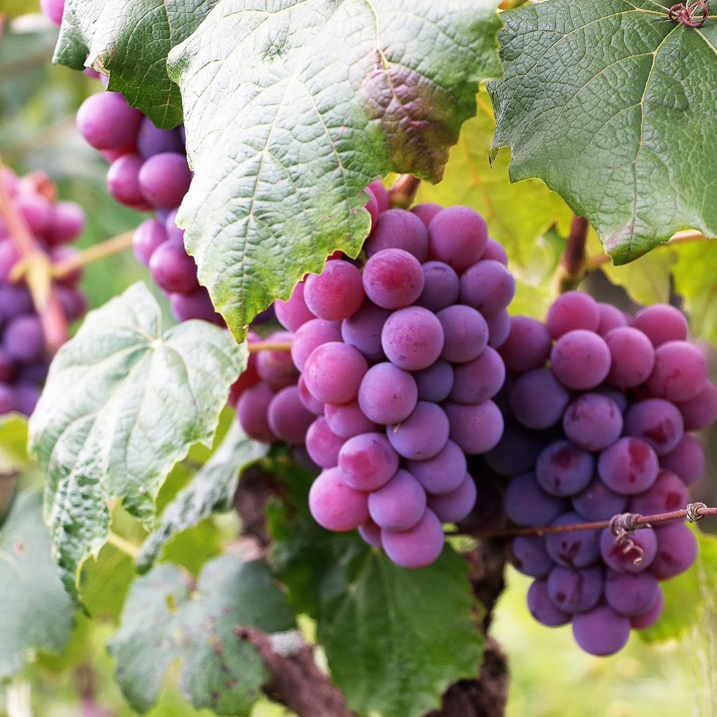 RESVERATROL & GRAPE SEED OIL