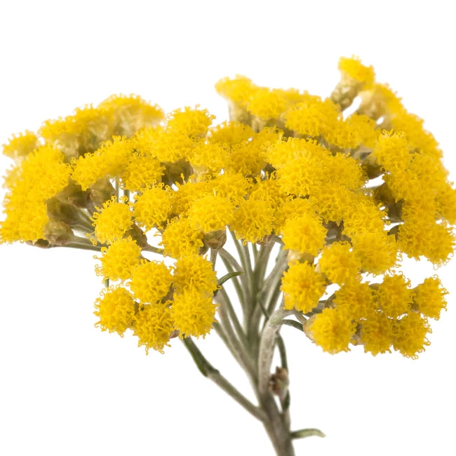 HELICHRYSUM