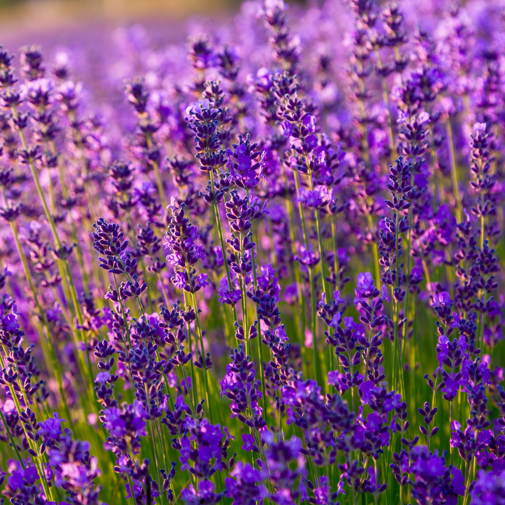 LAVENDER