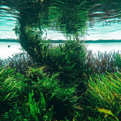 ALGAE