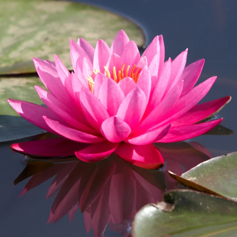 LOTUS FLOWER OIL