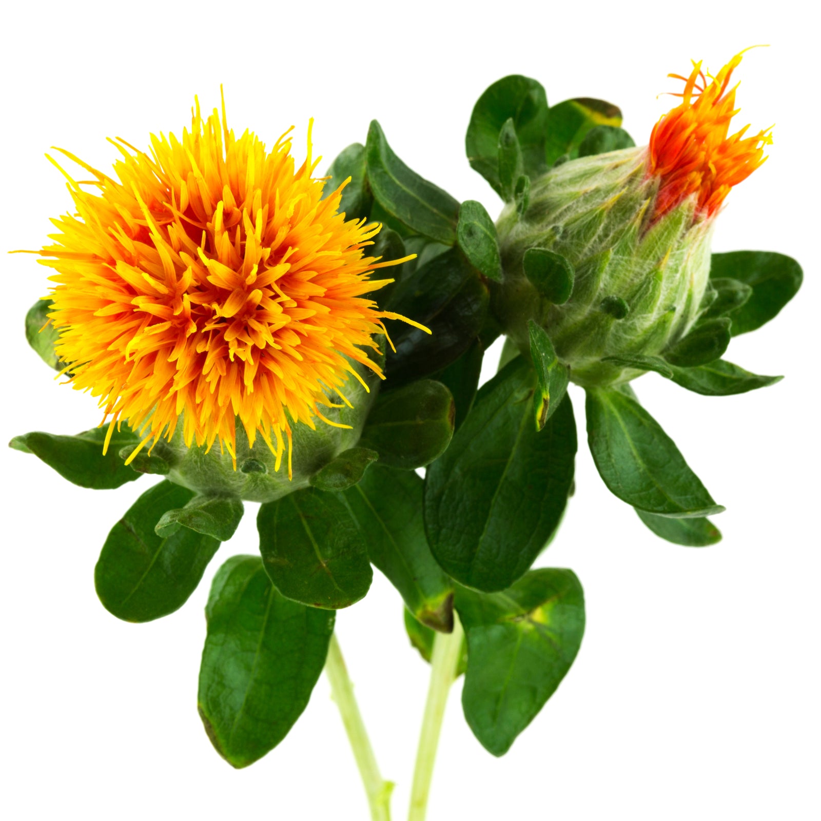 SAFFLOWER